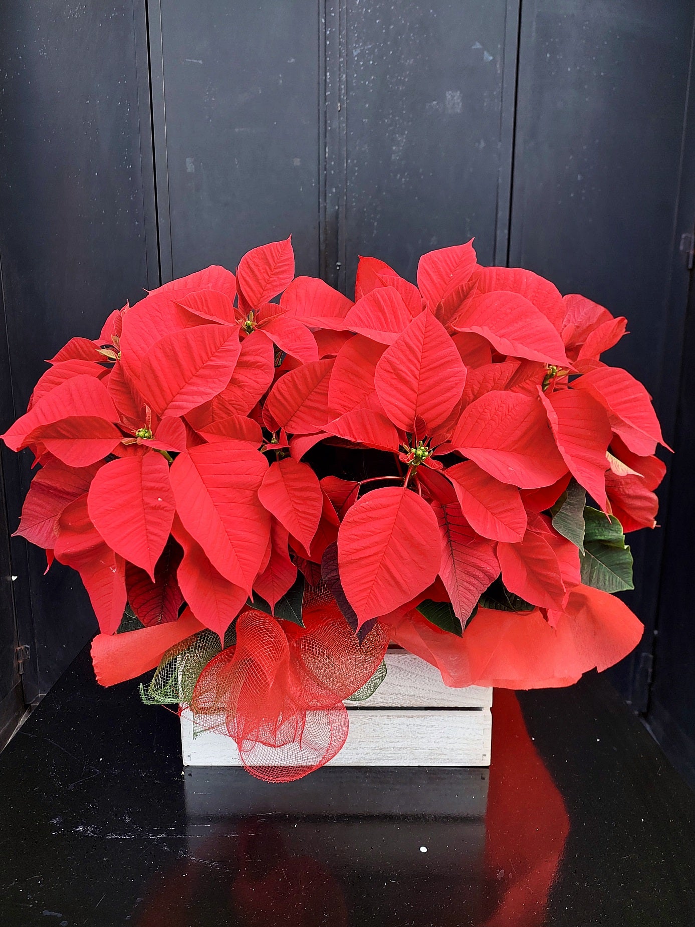 CAJA DE FLOR DE PASCUA ROJA