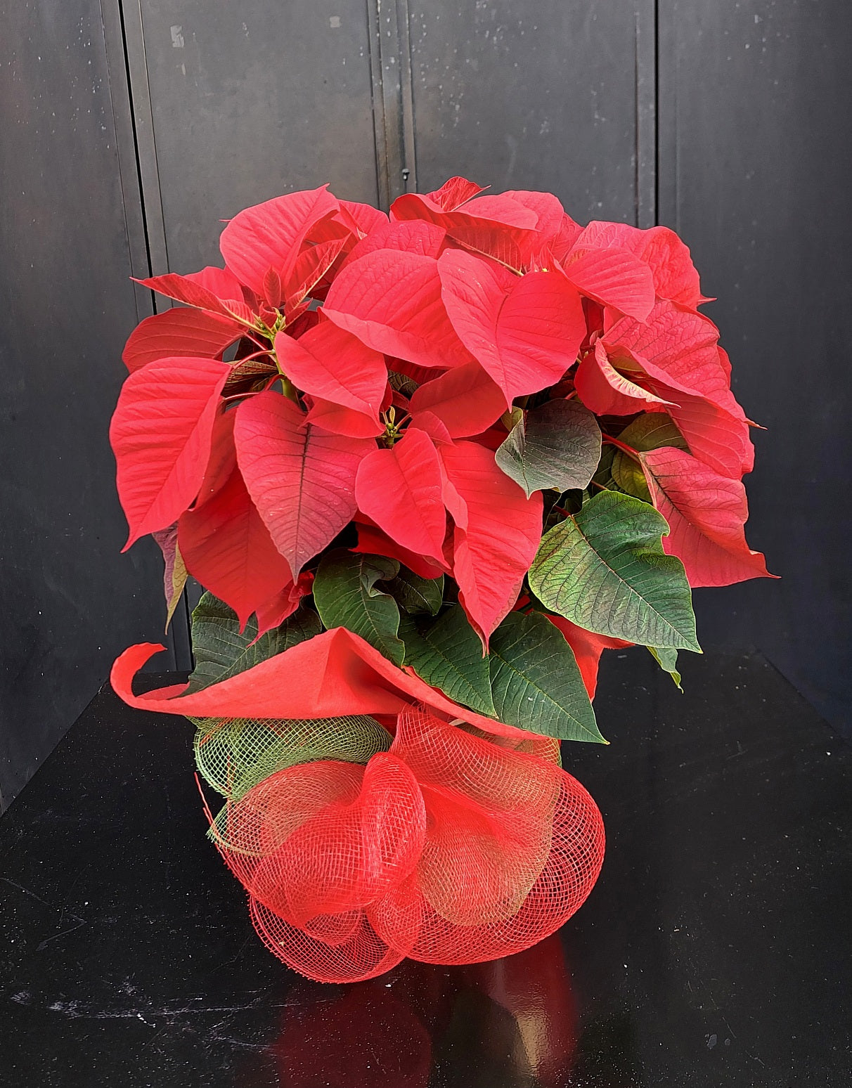 FLOR DE PASCUA ROJA M