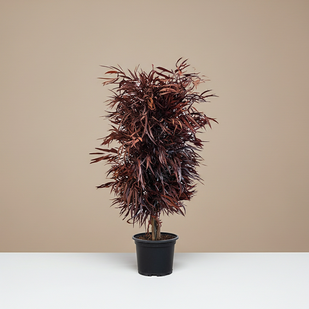 ÁRBOL DE EUCALIPTO PRESERVADO NICOLY ROJO
