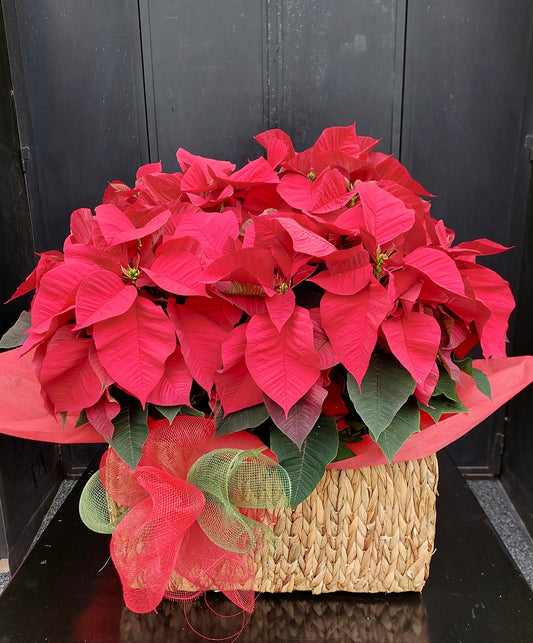 CESTA DE FLOR DE PASCUA ROJA