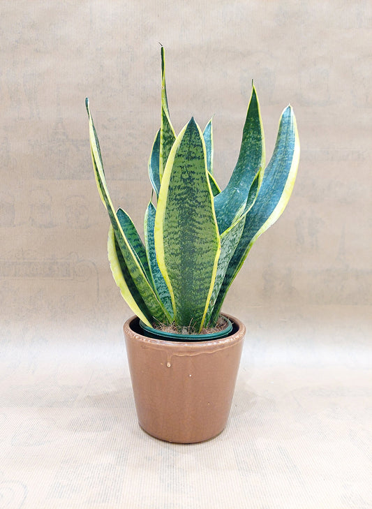 SANSEVIERIA