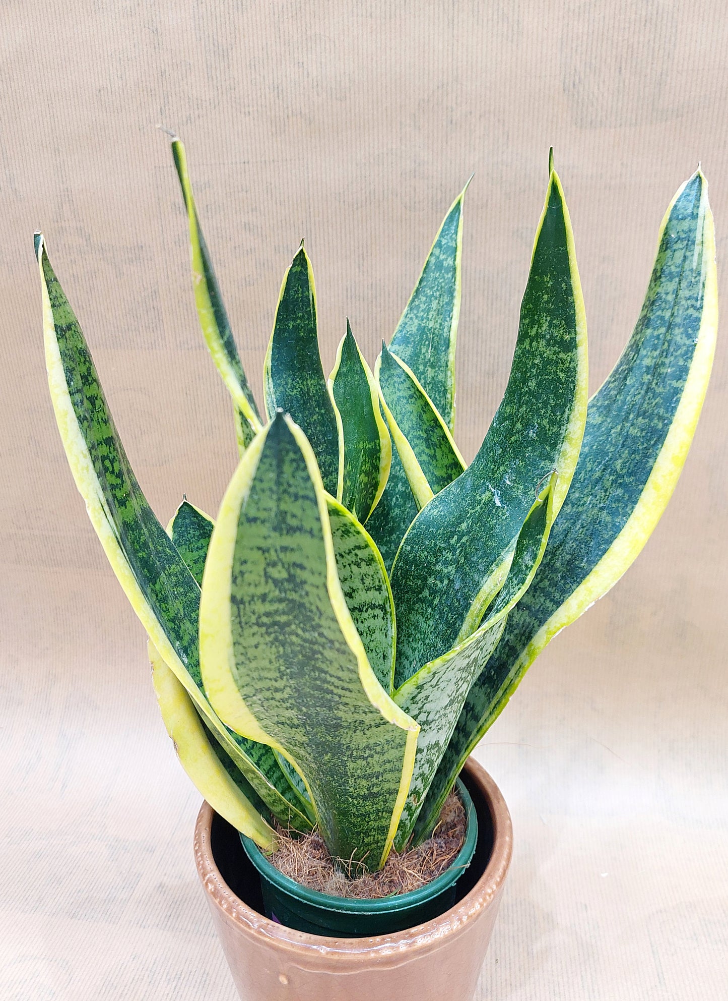 SANSEVIERIA