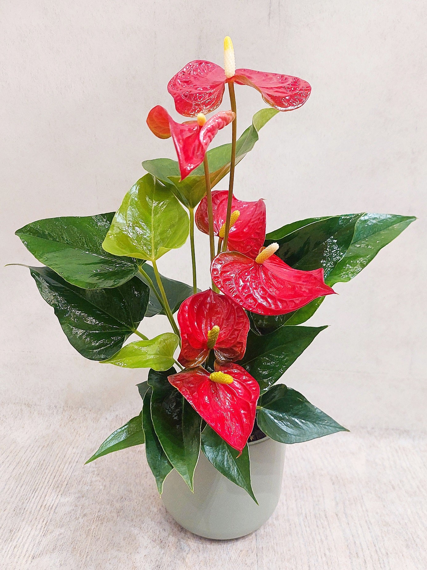 ANTHURIUM