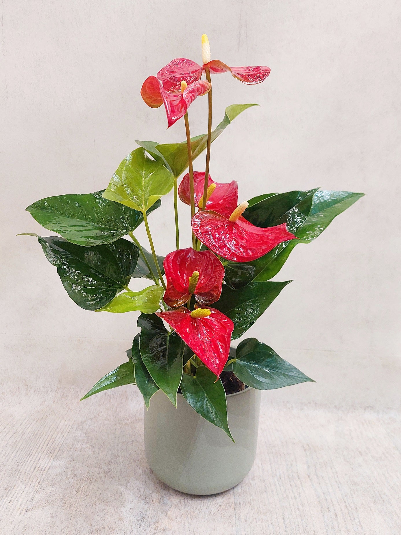 ANTHURIUM