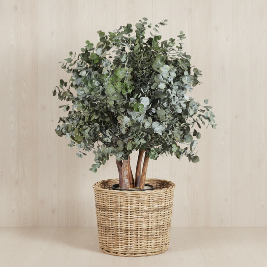 ARBUSTO DE EUCALIPTO CINEREA PRESERVADO VERDE