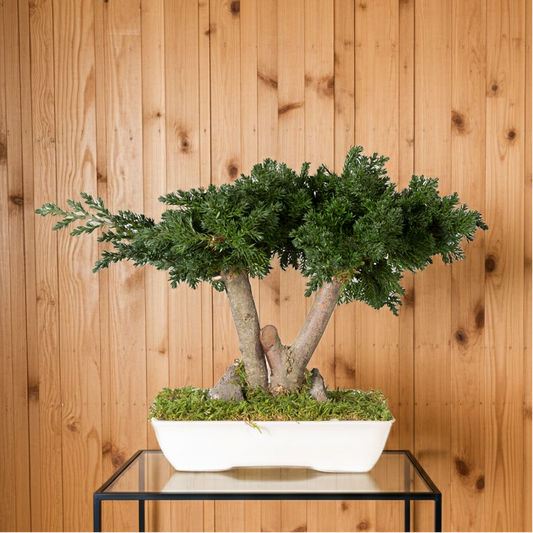 BONSAI PRESERVADO VERDE