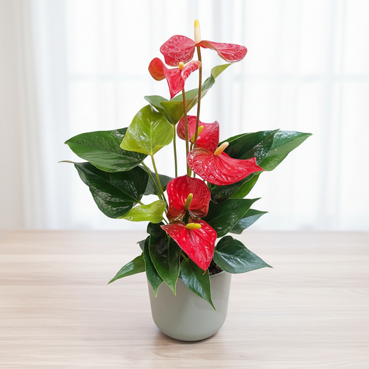 ANTHURIUM