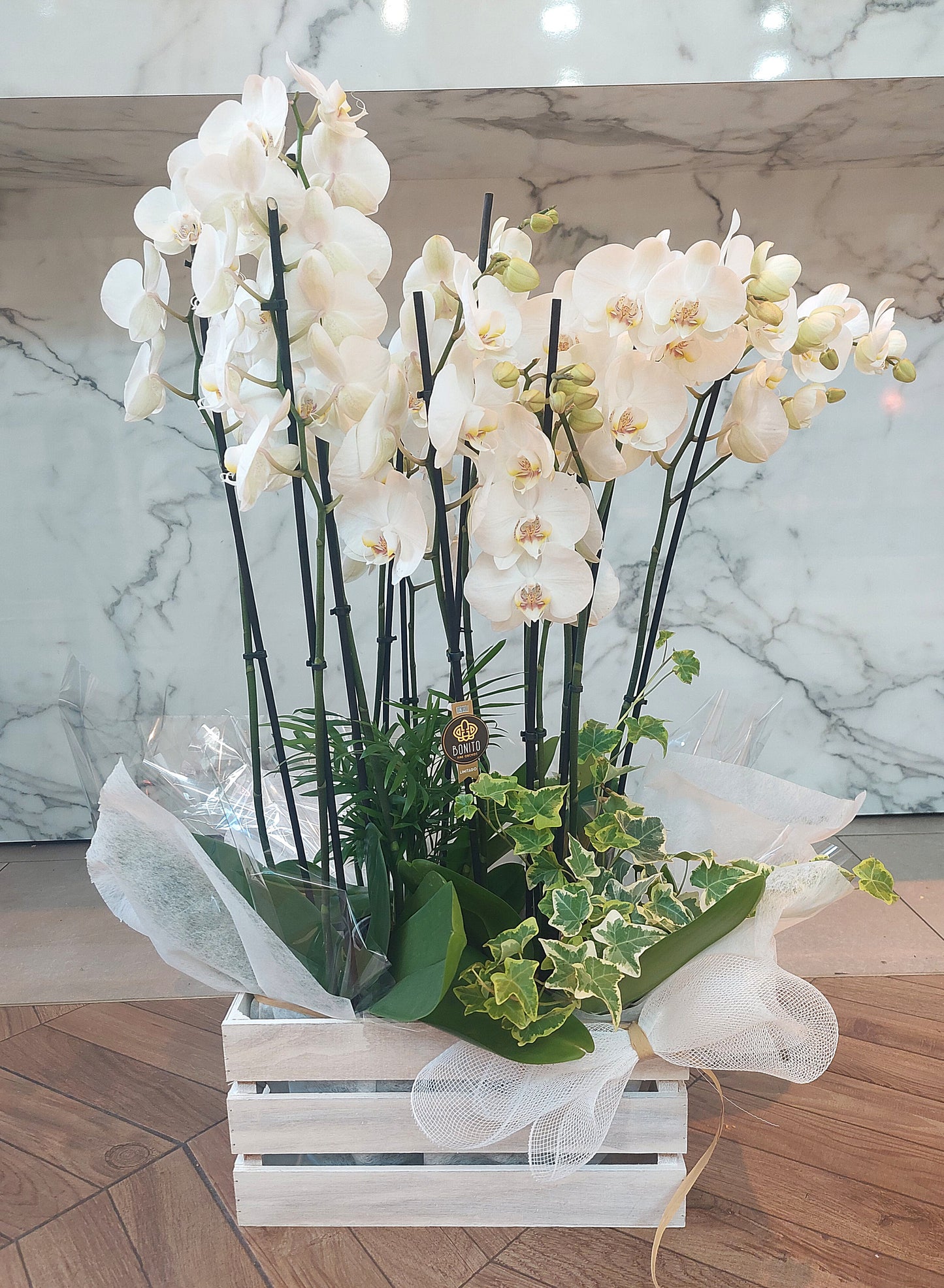 ORQUÍDEAS BLANCAS