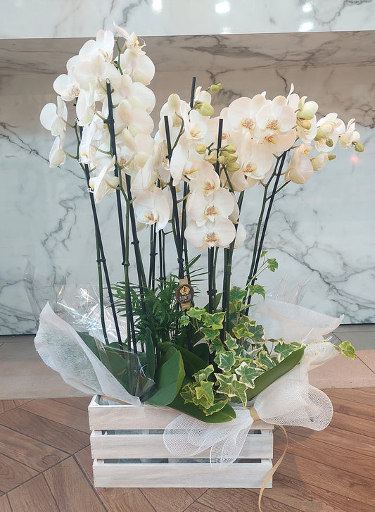 ORQUÍDEAS BLANCAS