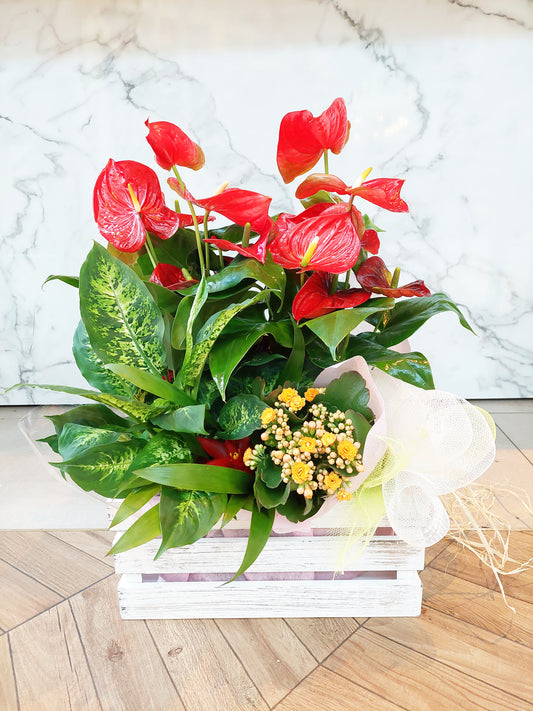 CAJA DE PLANTAS